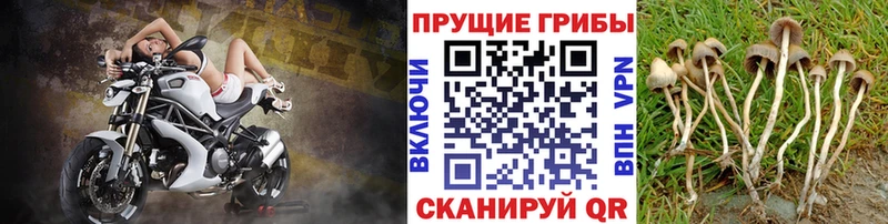 закладка  нарко площадка как зайти  Галлюциногенные грибы прущие грибы  Дмитровск 